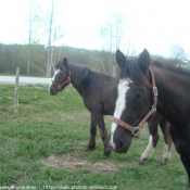 Photo de Races diffrentes