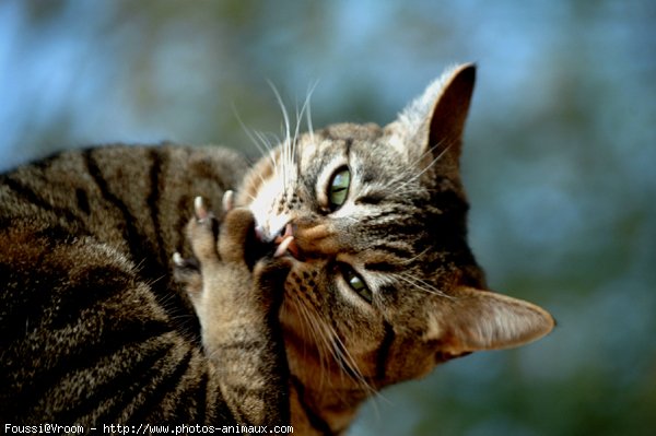 Photo de Chat domestique