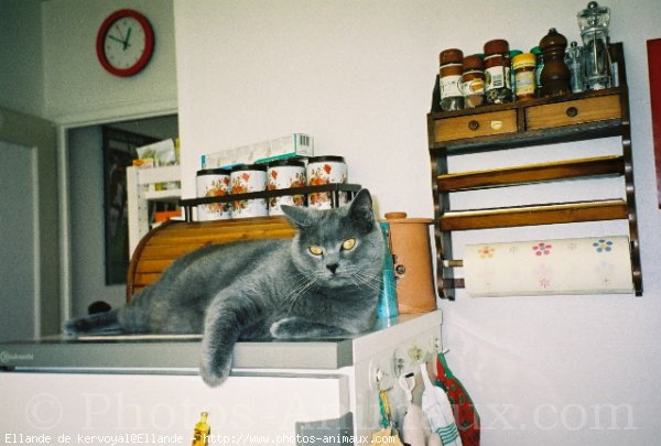 Photo de Chartreux