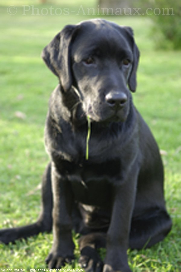 Photo de Labrador retriever