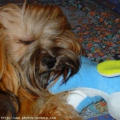 Photo de Lhassa apso