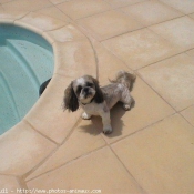 Photo de Shih tzu