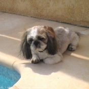 Photo de Shih tzu