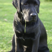 Photo de Labrador retriever