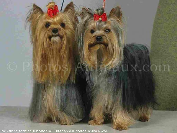 Photo de Yorkshire terrier