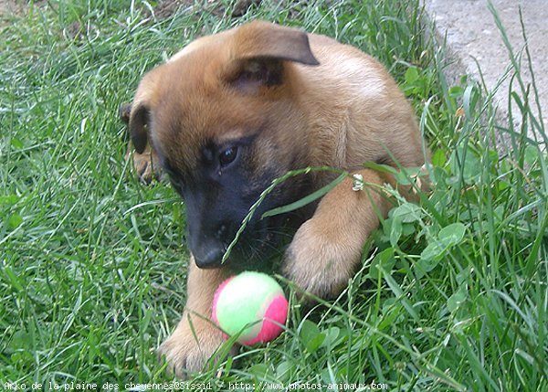 Photo de Berger belge malinois