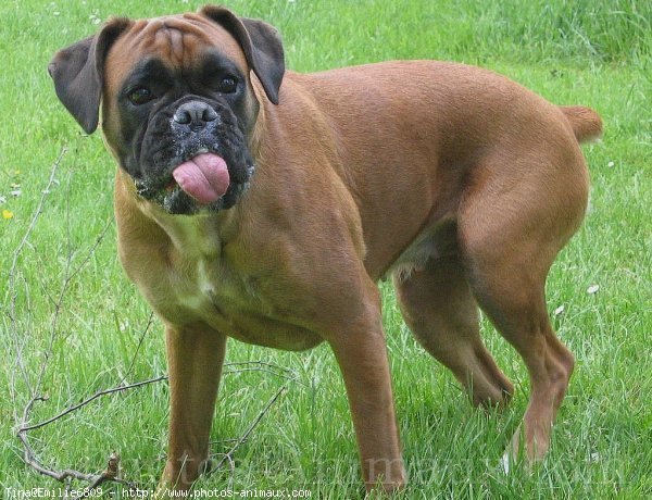 Photo de Boxer