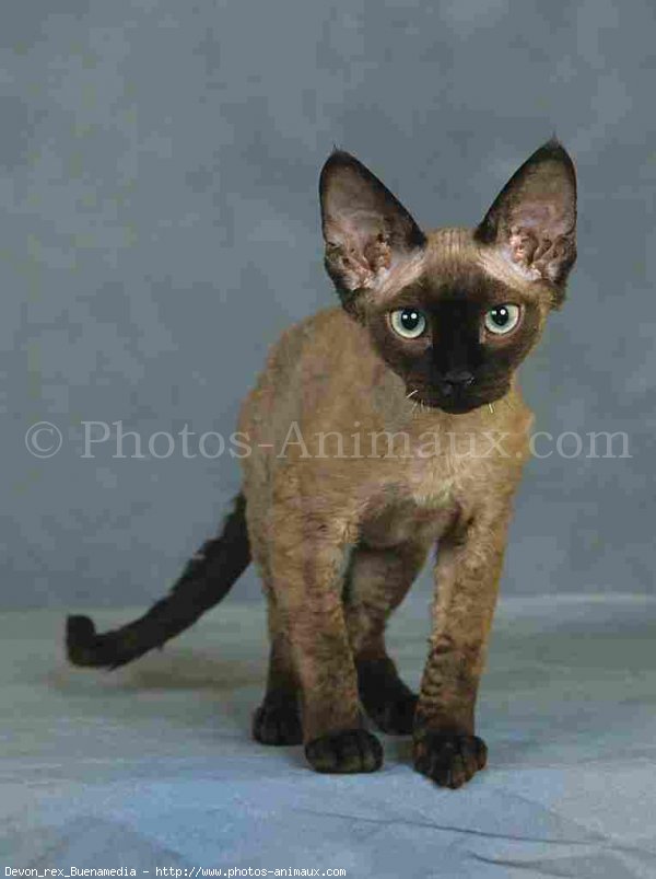 Photo de Devon rex