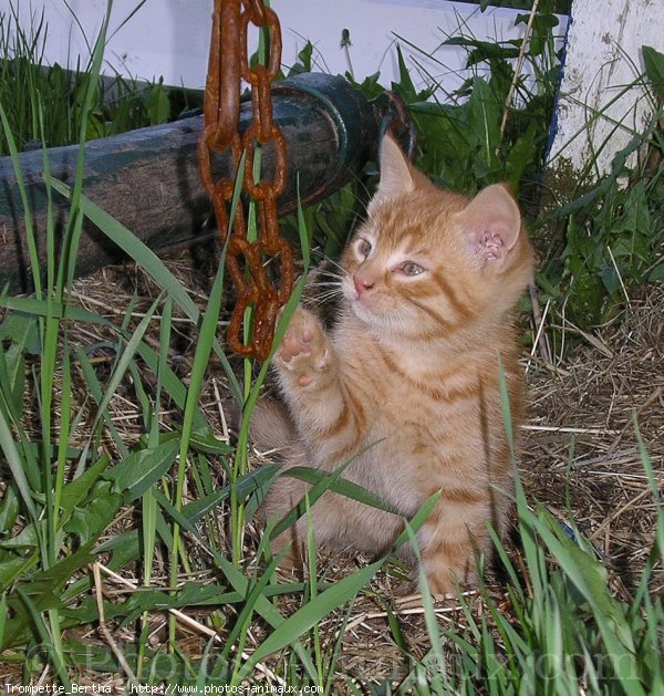 Photo de Chat domestique