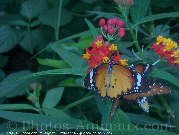 Photo de Papillon