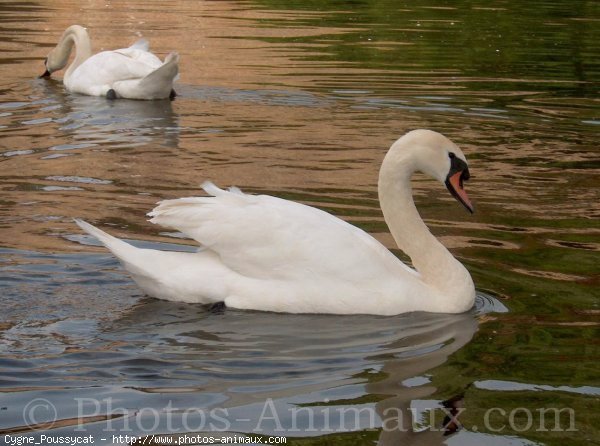 Photo de Cygne