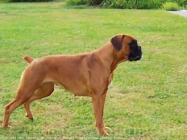 Photo de Boxer