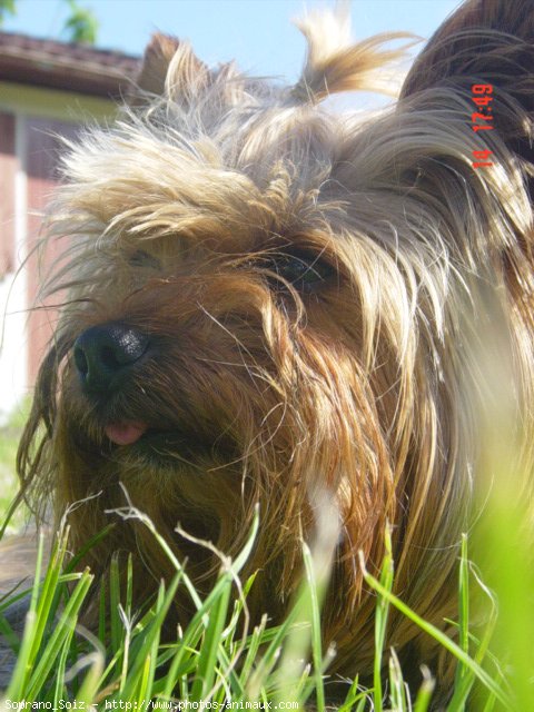 Photo de Yorkshire terrier