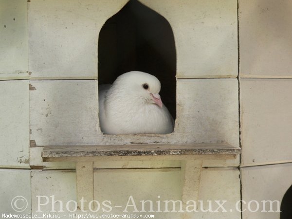 Photo de Pigeon