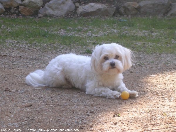 Photo de Bichon maltais