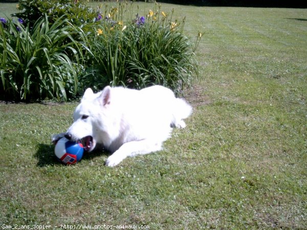 Photo de Berger blanc suisse