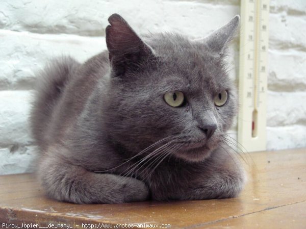 Photo de Chartreux