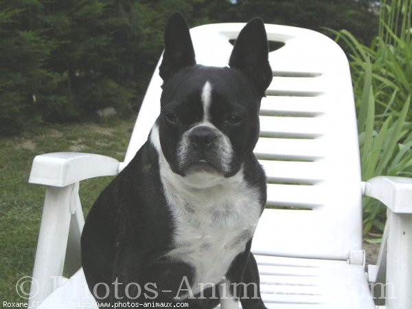 Photo de Boston terrier