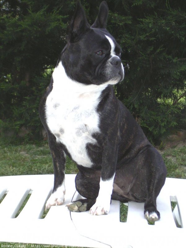 Photo de Boston terrier