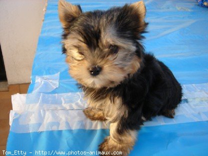 Photo de Yorkshire terrier