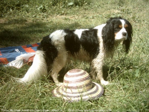 Photo de Cavalier king charles spaniel