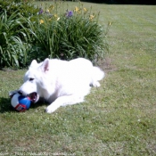 Photo de Berger blanc suisse