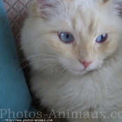 Photo de Ragdoll