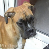 Photo de Boxer