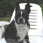 Photo de Boston terrier