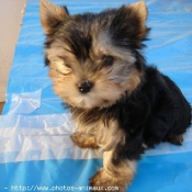 Photo de Yorkshire terrier