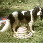 Photo de Cavalier king charles spaniel