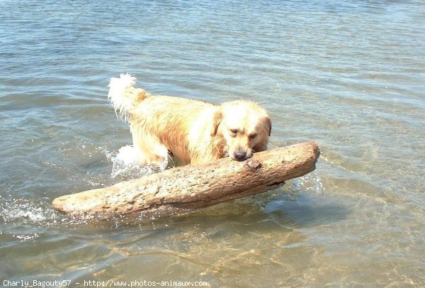 Photo de Golden retriever