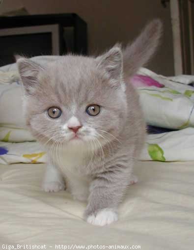 Photo de British shorthair