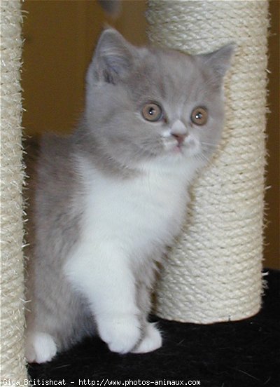 Photo de British shorthair