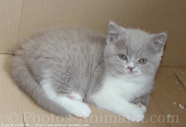 Photo de British shorthair