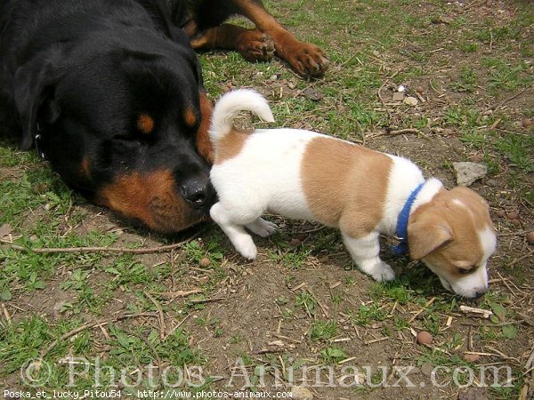 Photo de Races diffrentes