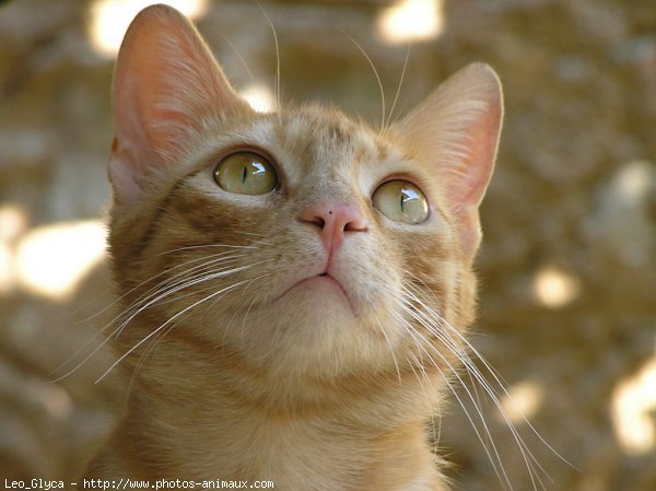 Photo de Chat domestique