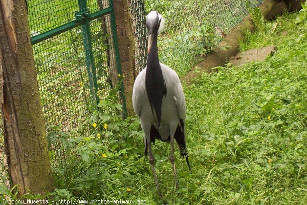 Photo de Grue