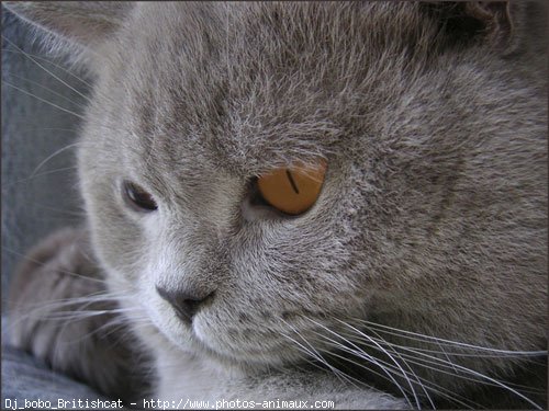 Photo de British shorthair