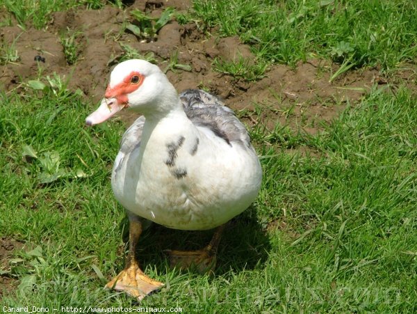 Photo de Canard