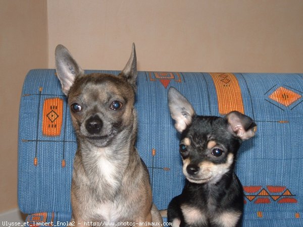 Photo de Chihuahua  poil court