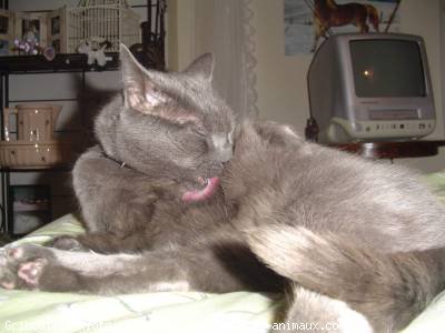 Photo de Chartreux