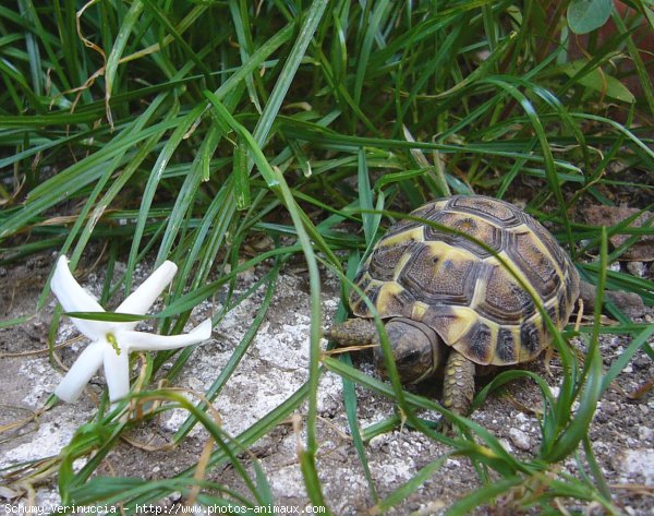 Photo de Tortue