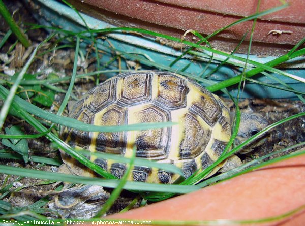 Photo de Tortue