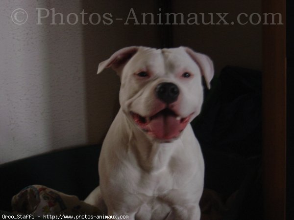 Photo d'American staffordshire terrier