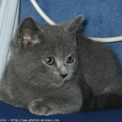 Photo de Chartreux