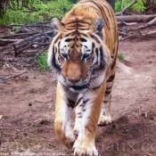 Photo de Tigre