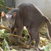 Photo de Chat domestique