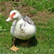 Photo de Canard