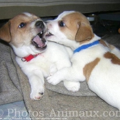 Photo de Jack russell terrier